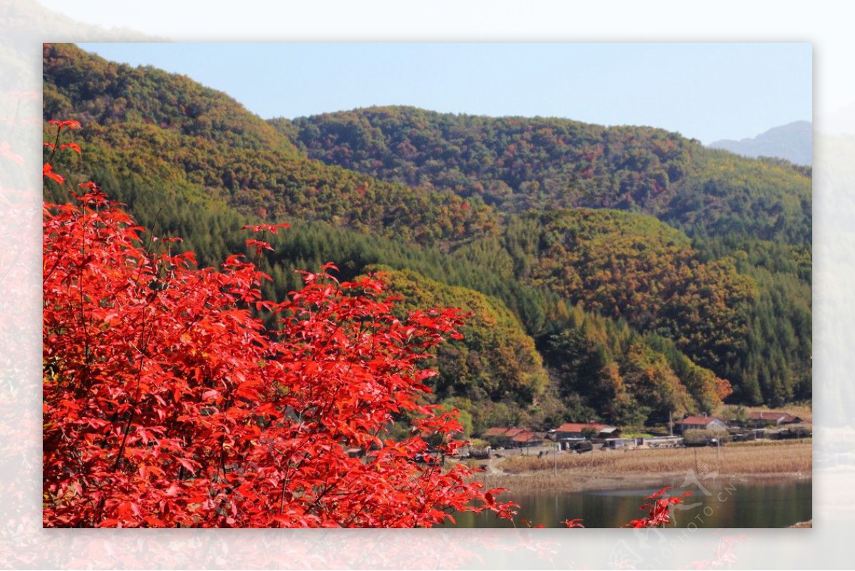 秋山红叶图片