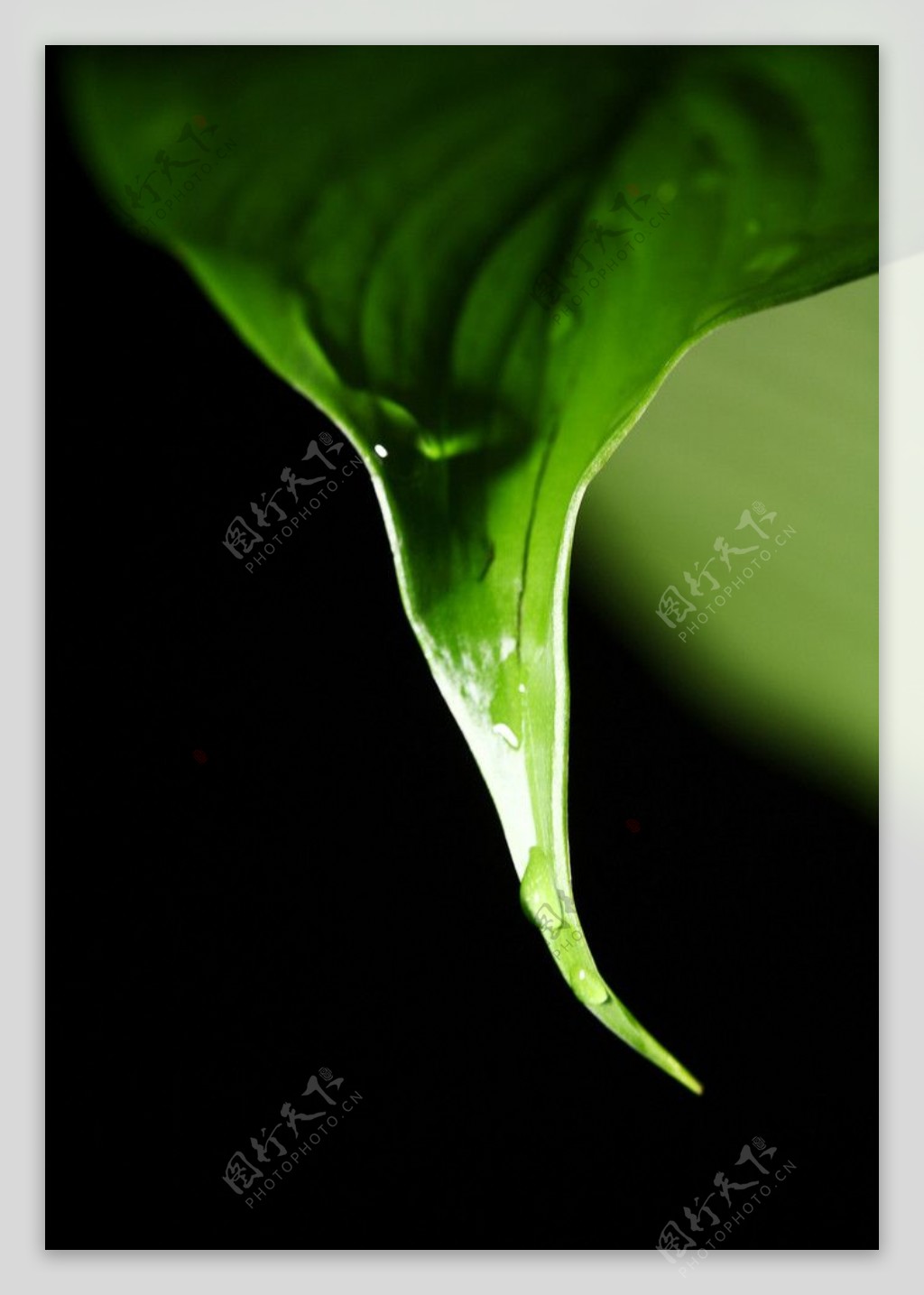 水珠和绿叶图片
