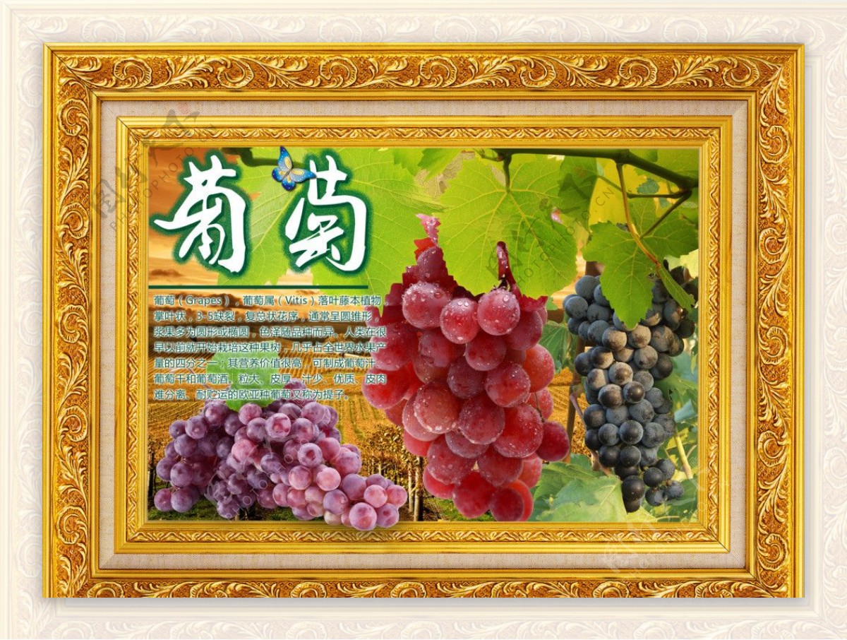 水果风景之葡萄图片