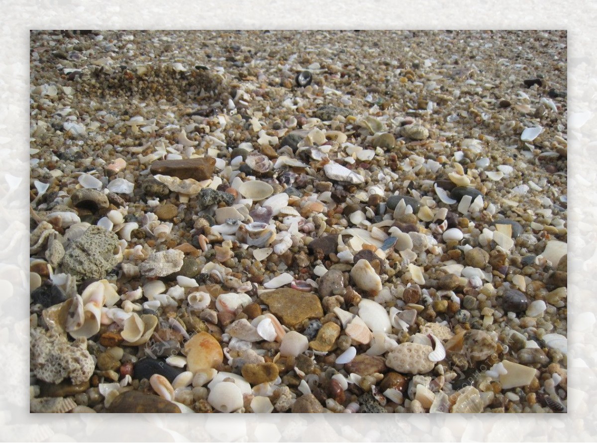 贝壳沙滩图片