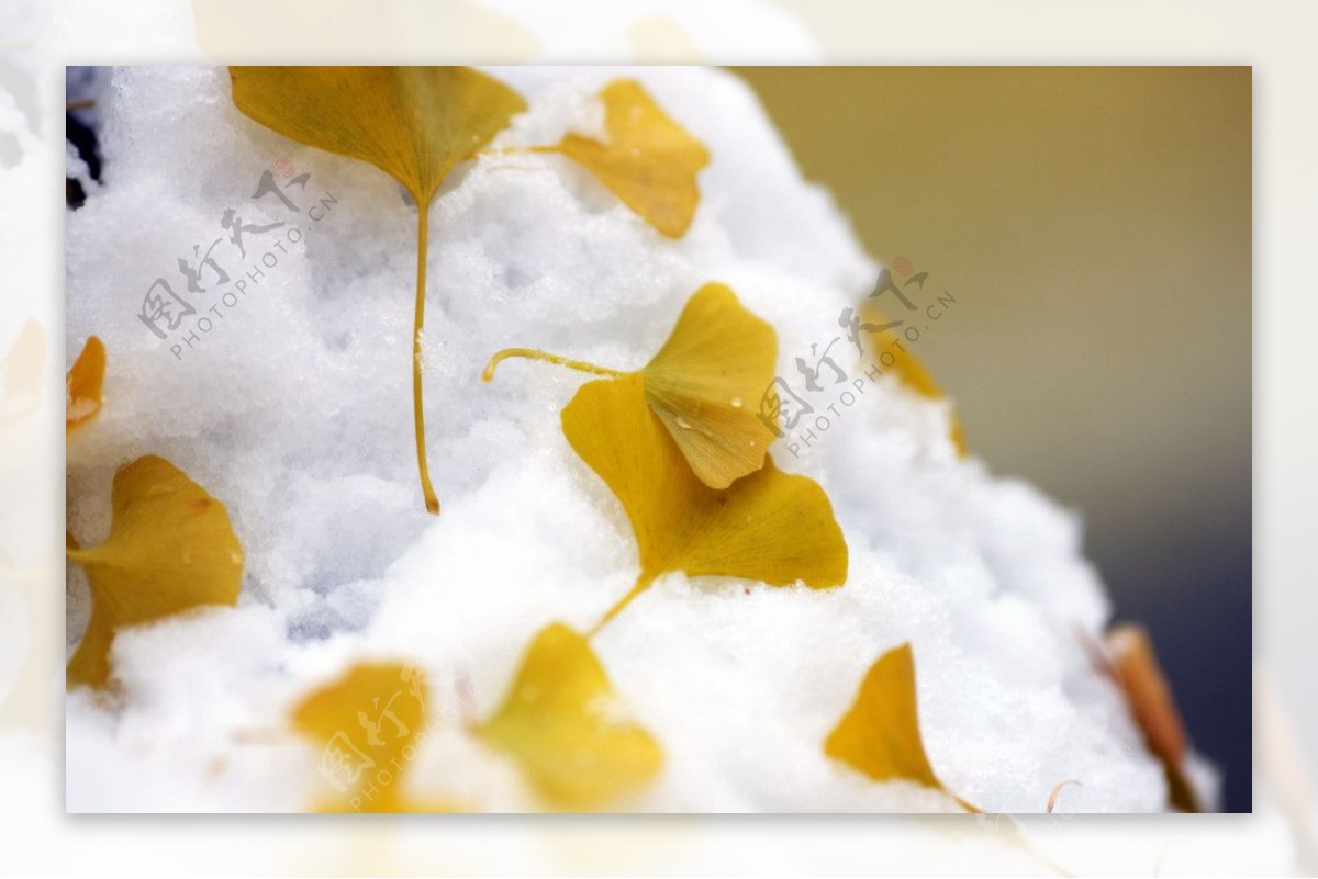 雪上的银杏叶图片