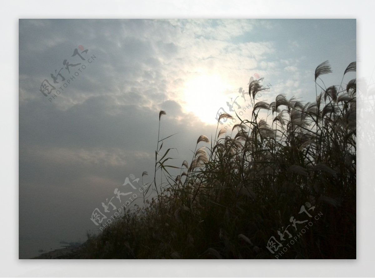 武汉江滩美景芦苇图片