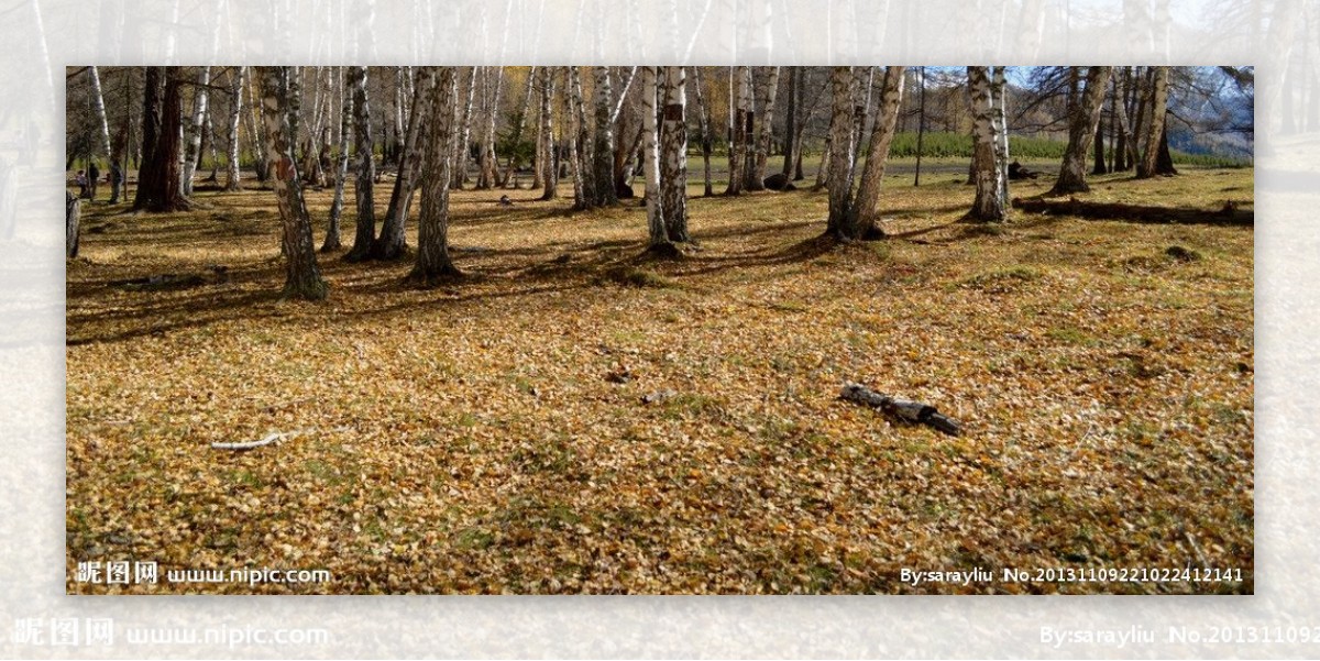 白桦林的落叶图片