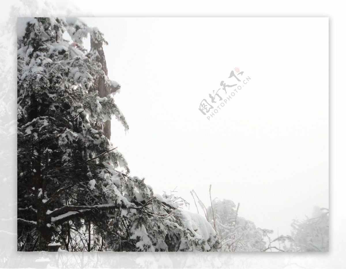 雪地树图片