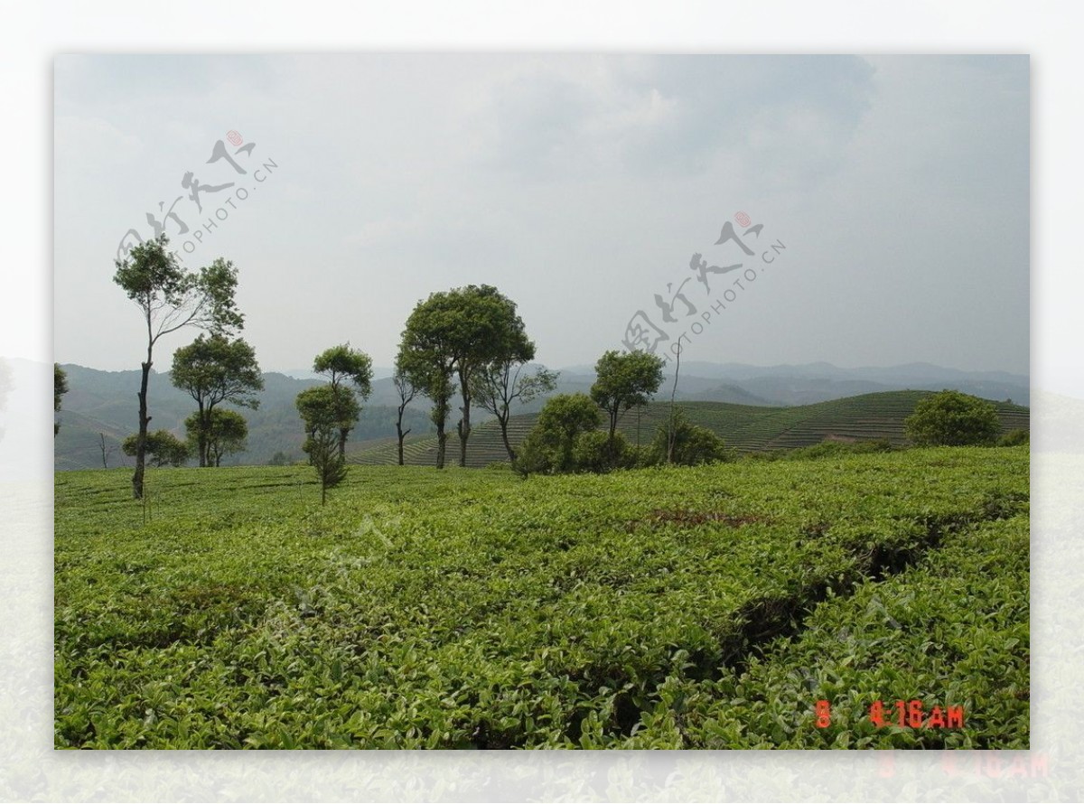 普洱茶茶园茶山茶地图片