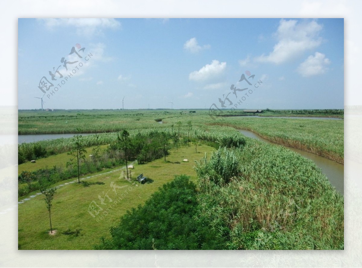 东滩湿地照片图片