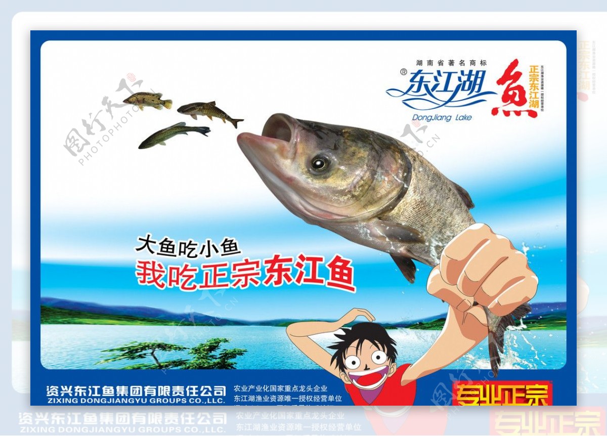 东江湖鱼图片