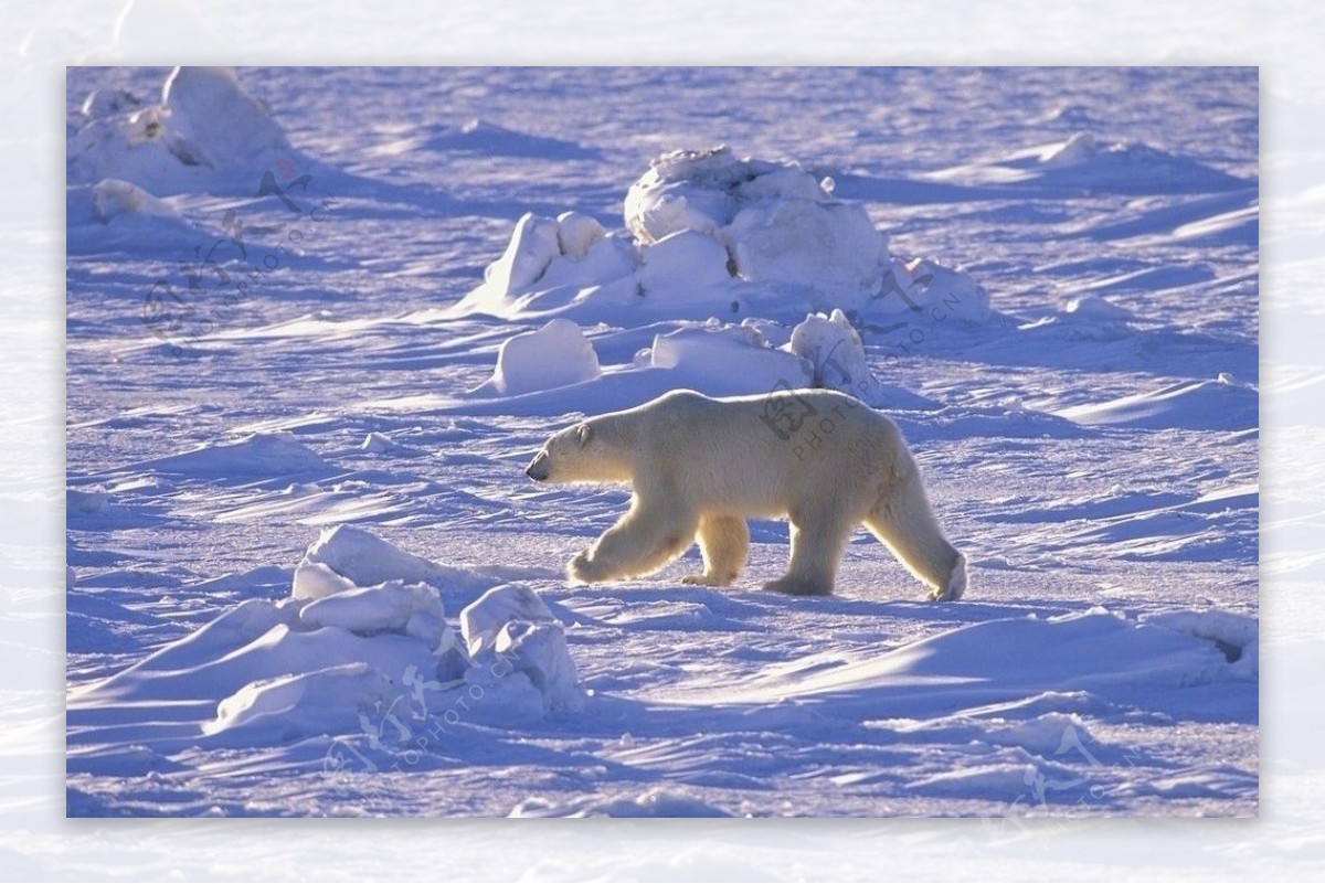 北极自然风光可爱北极熊图片
