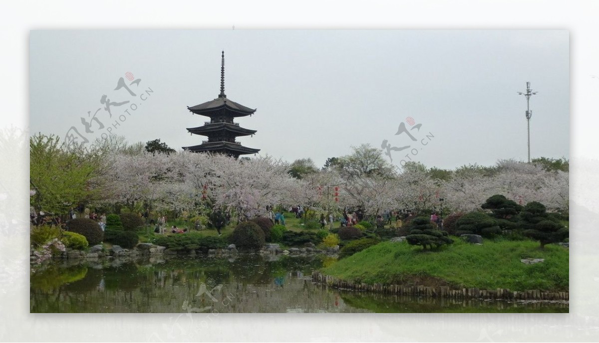 东湖樱花节图片