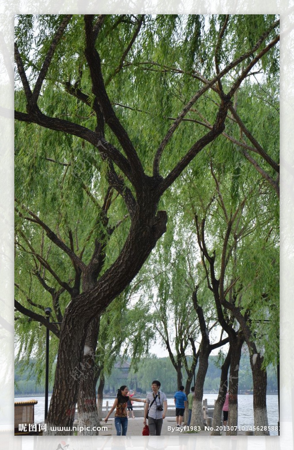 济南风光柳树垂柳图片