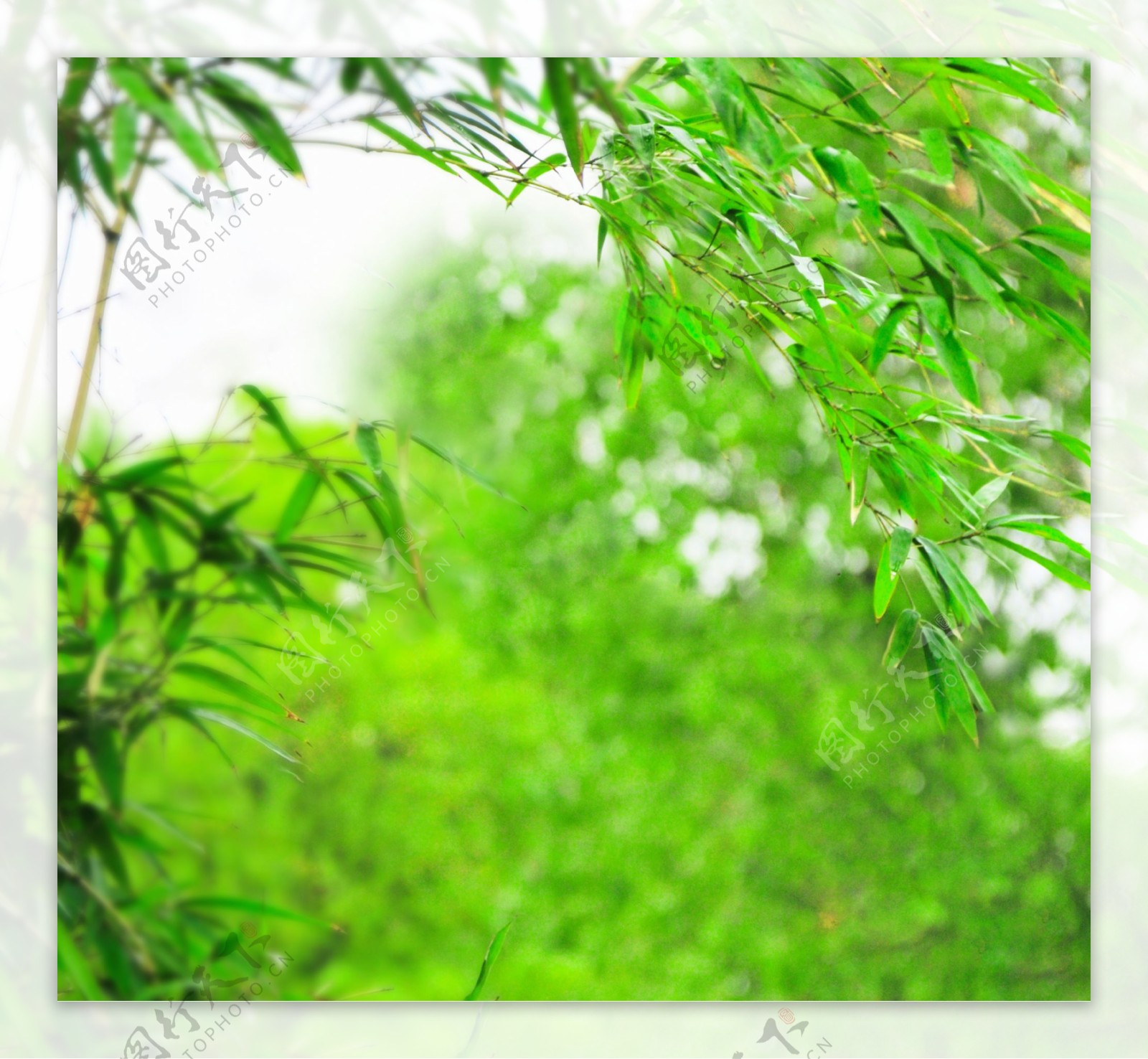 绿色竹叶背景图片
