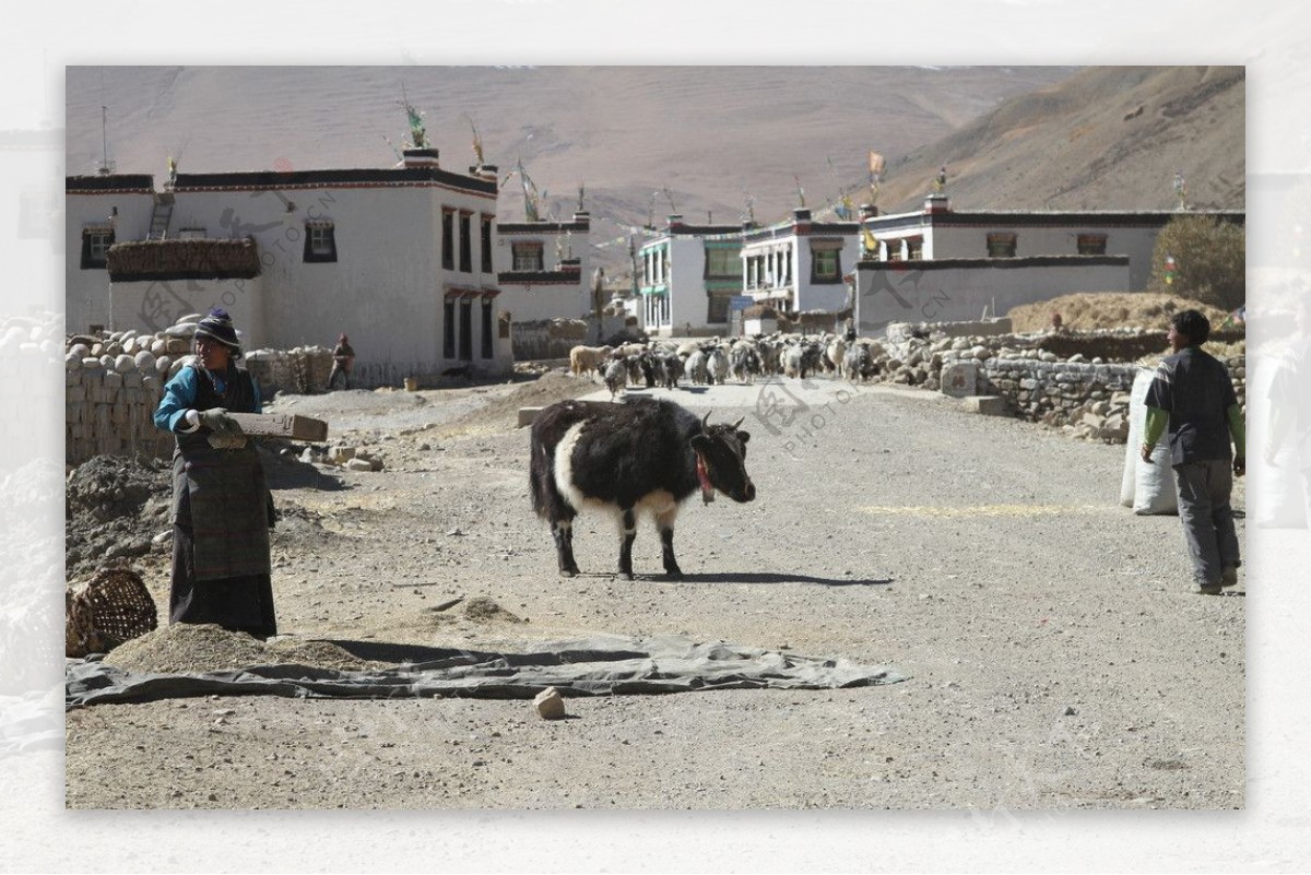 珠峰村落丰收图图片