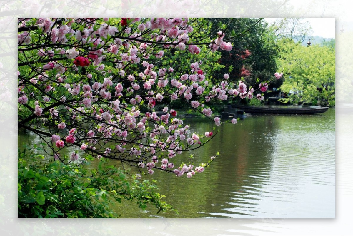 西湖风景桃花图片