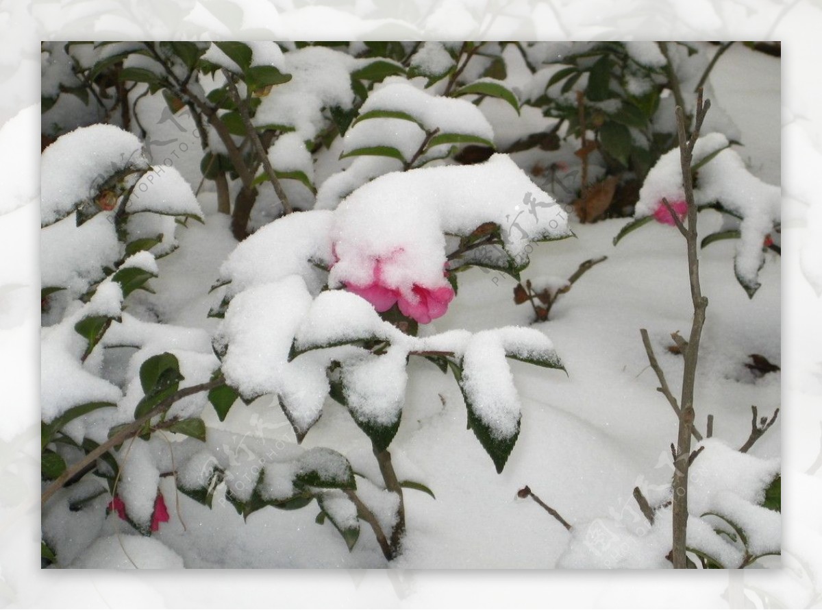 武汉雪景图片