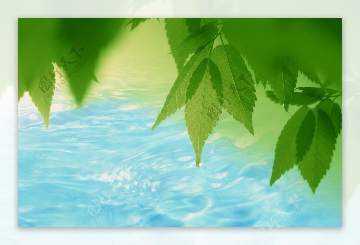 绿叶水波图片
