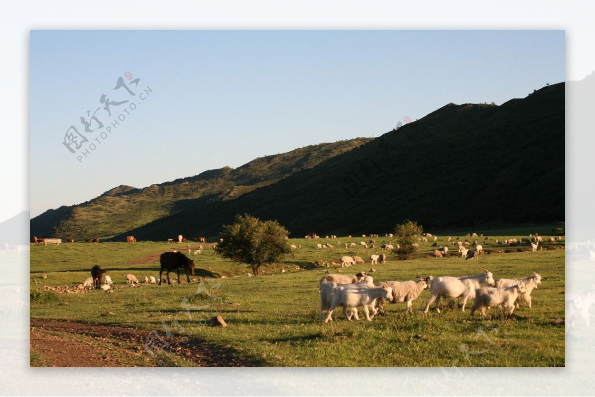 科尔沁草原牧羊图片