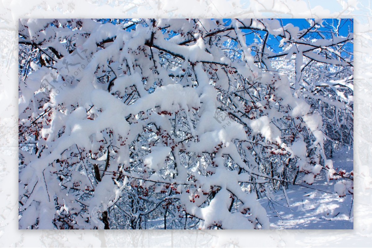 蓝天白雪红果图片
