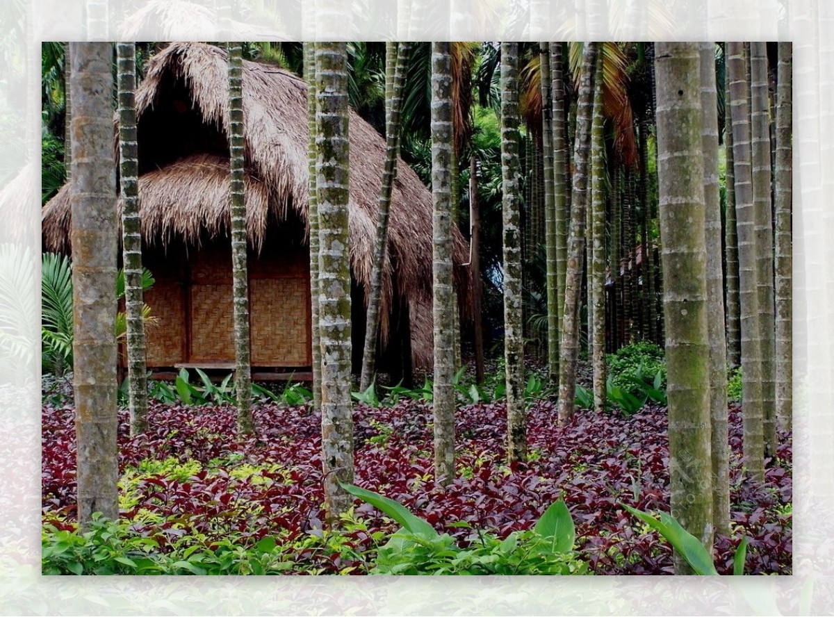 椰林草屋之二图片