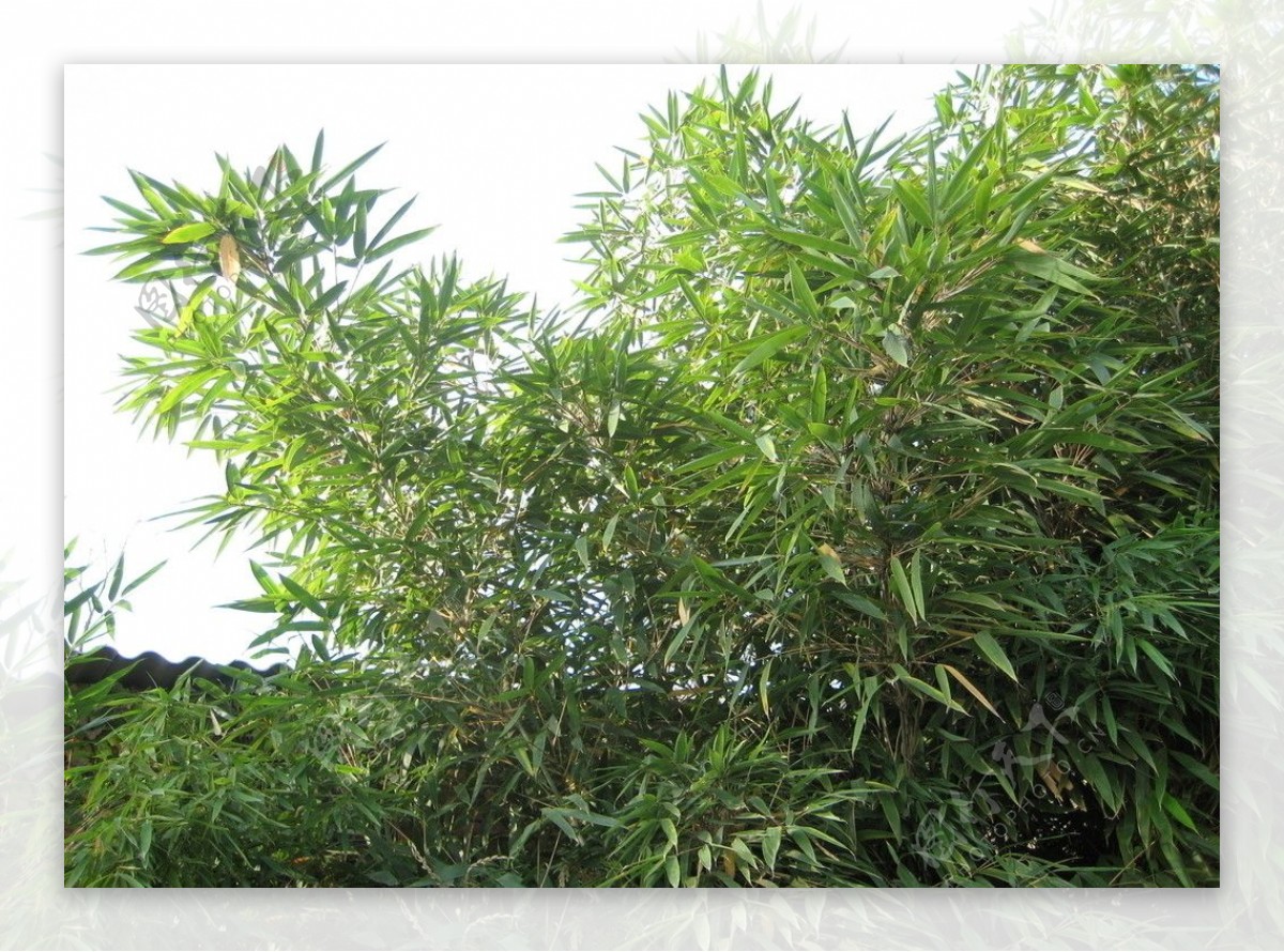 竹业图片