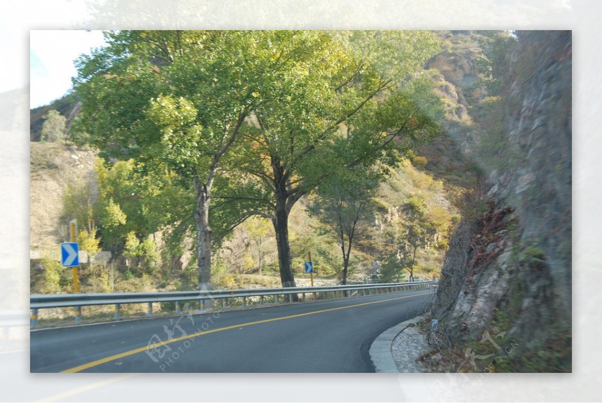 弯曲马路上白杨树图片