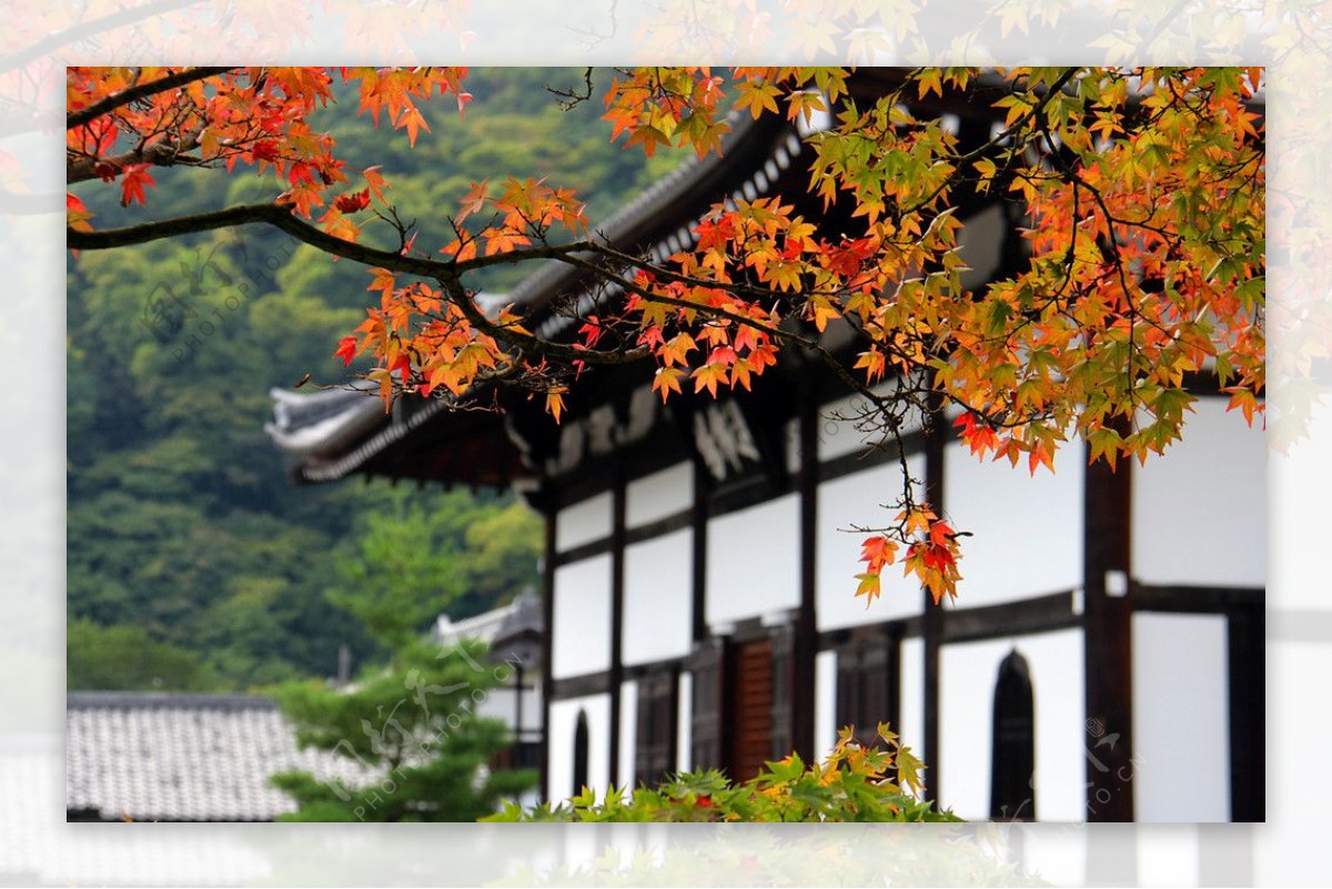 京都天龙寺图片