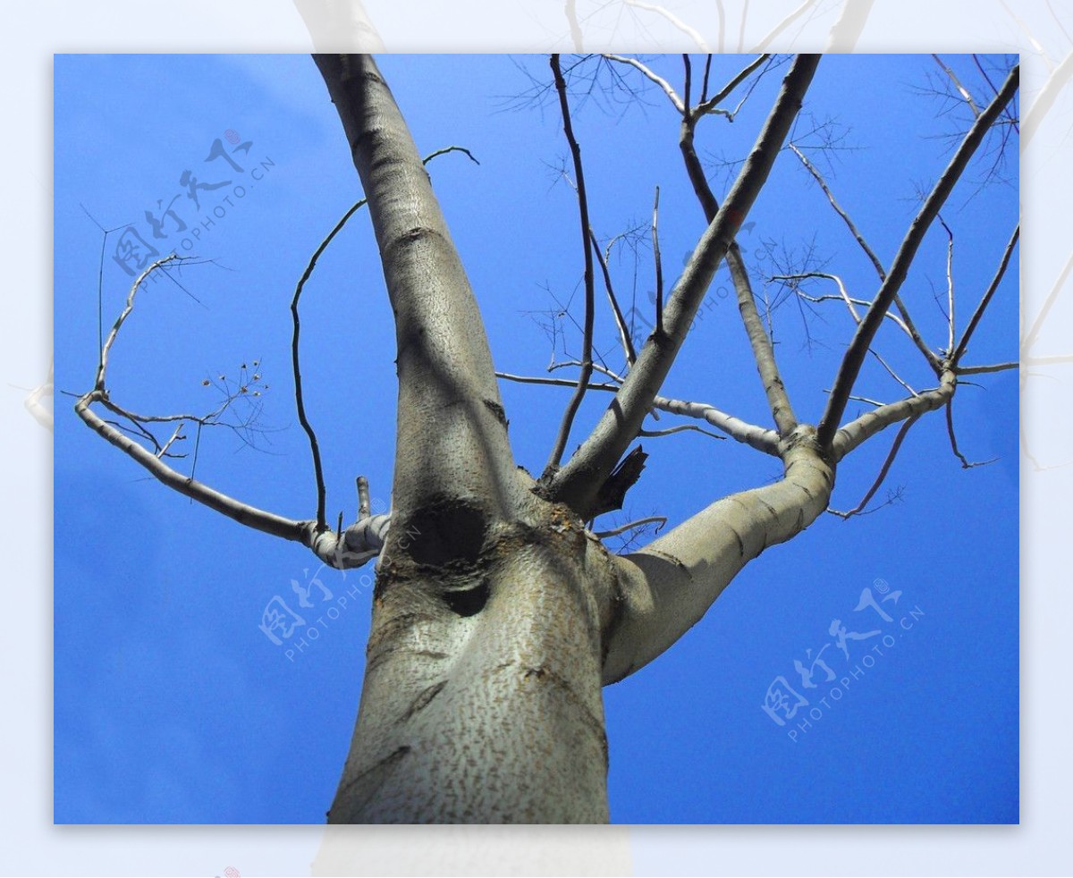 蓝天下的梧桐树图片