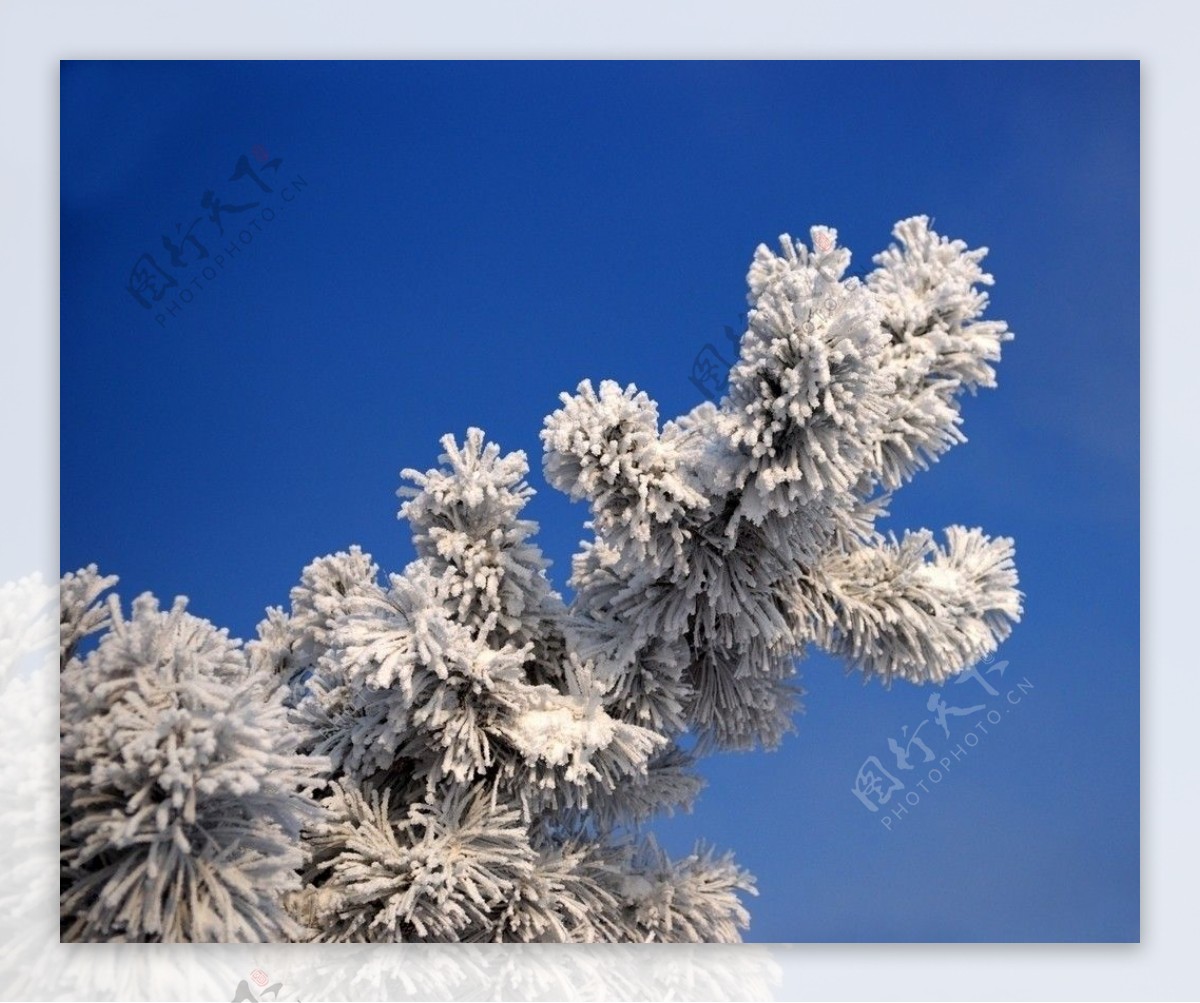 雪后松叶图片