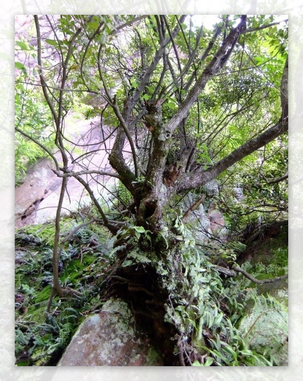 枯藤老树图片