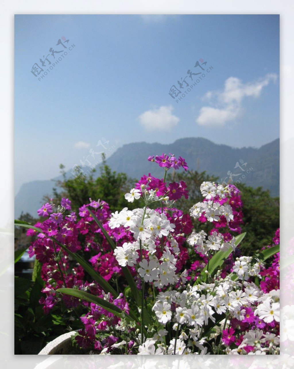 花藍天白雲山脈图片