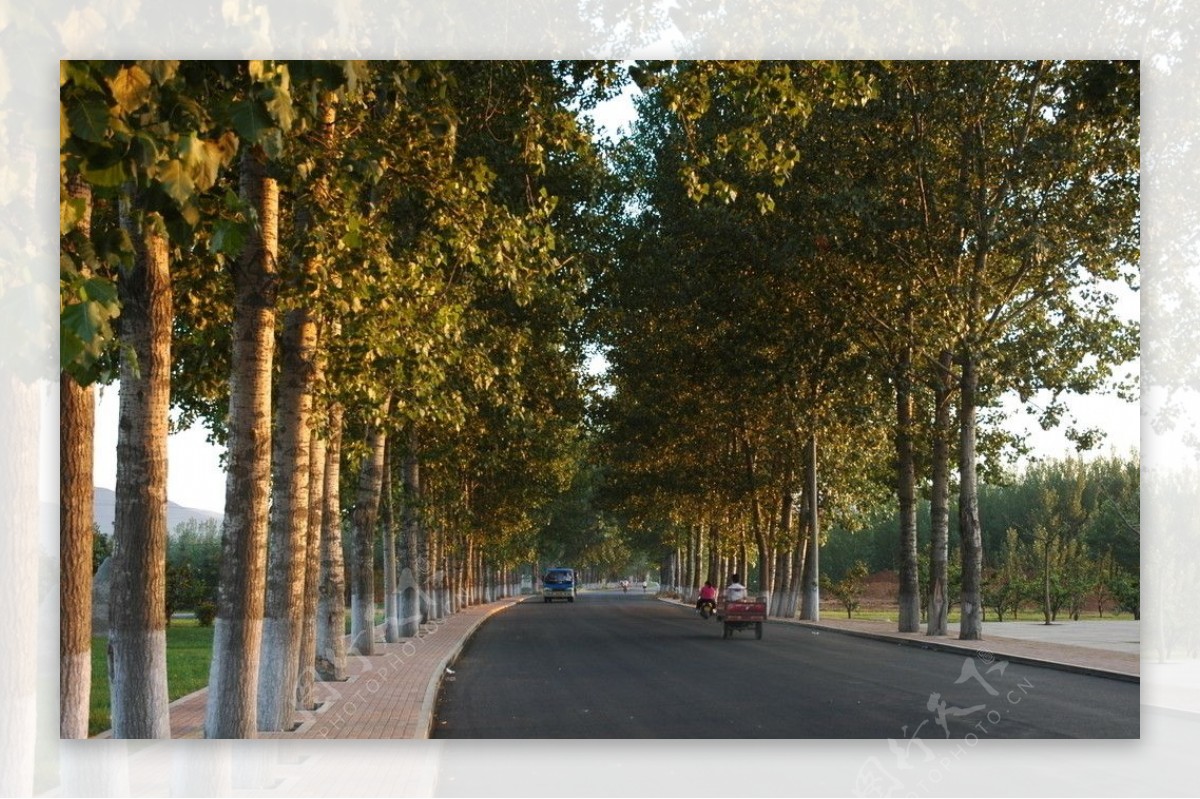道路公路两侧杨树林图片