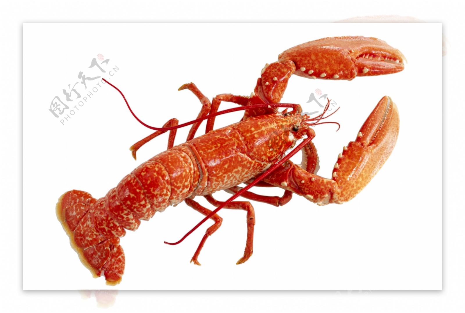 澳洲龙虾图片素材-编号39866849-图行天下
