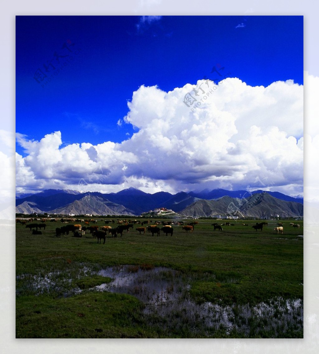 西藏拉萨拉鲁湿地自然保护区图片