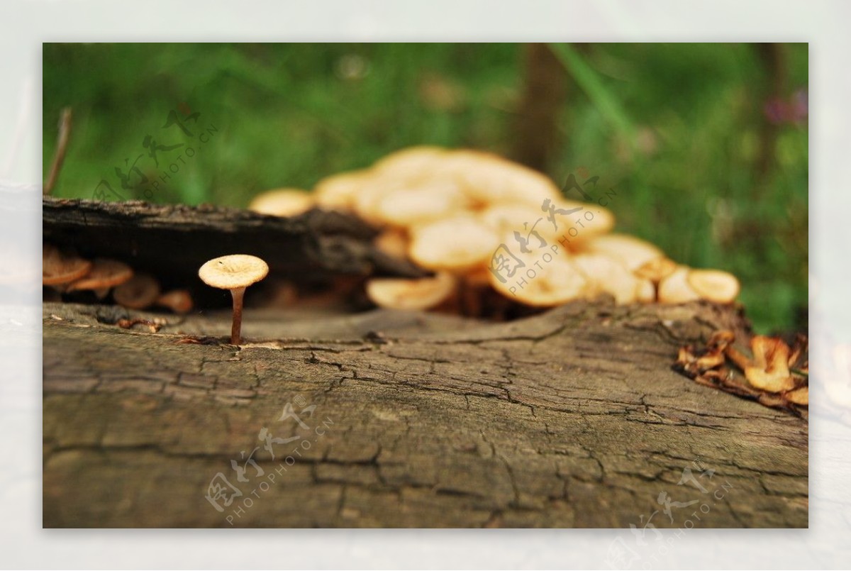 小蘑菇特写图片