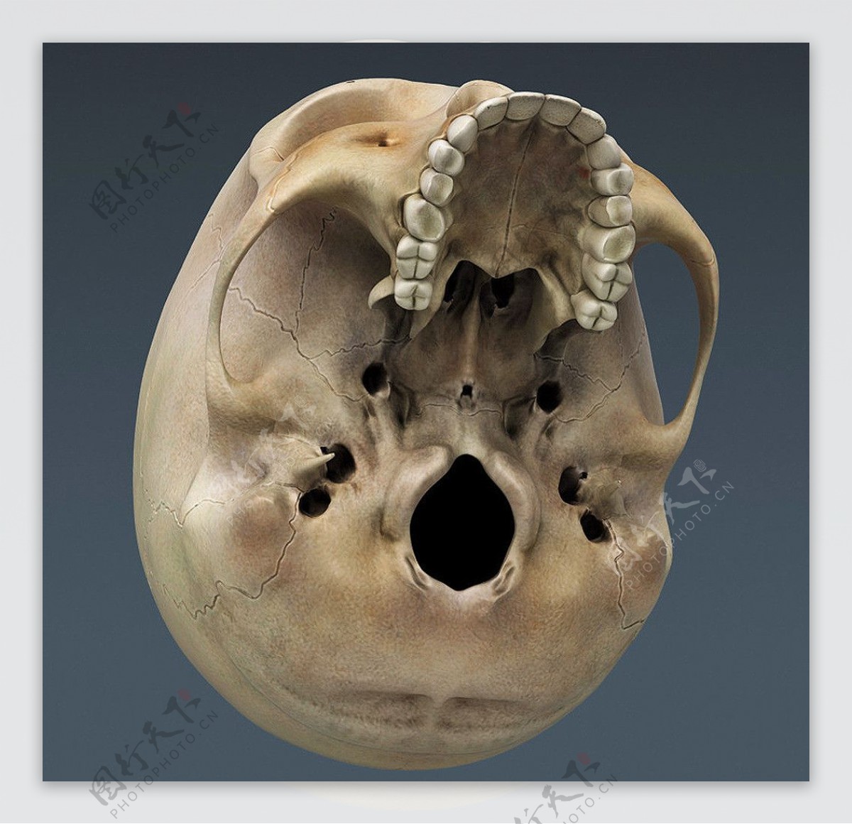 人体头骨素材图片