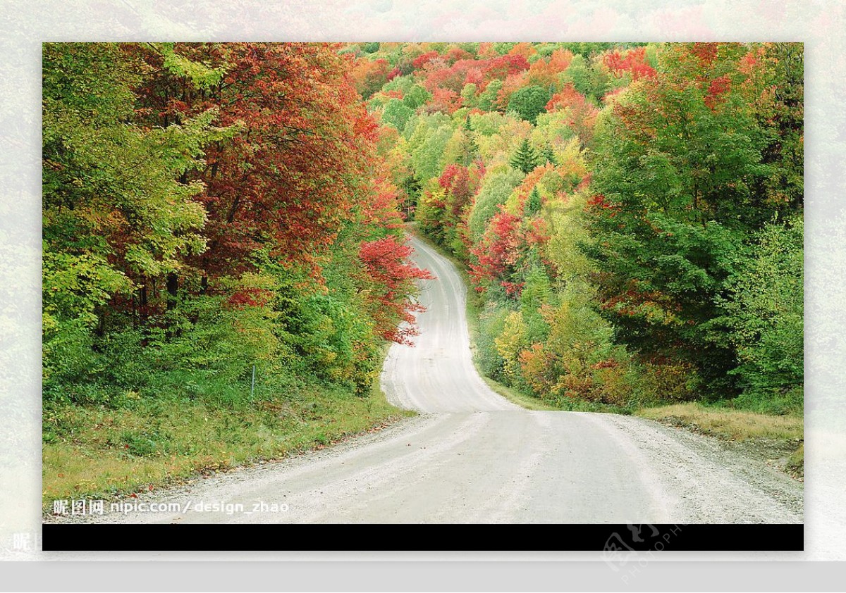 秋天树林道路图片