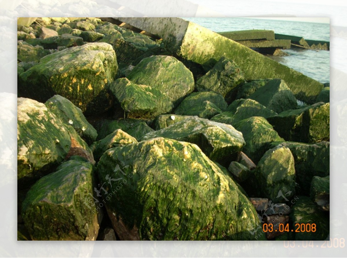 海边青苔岩石图片