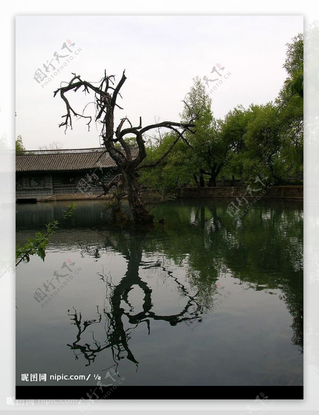 丽江黑龙潭的枯树图片