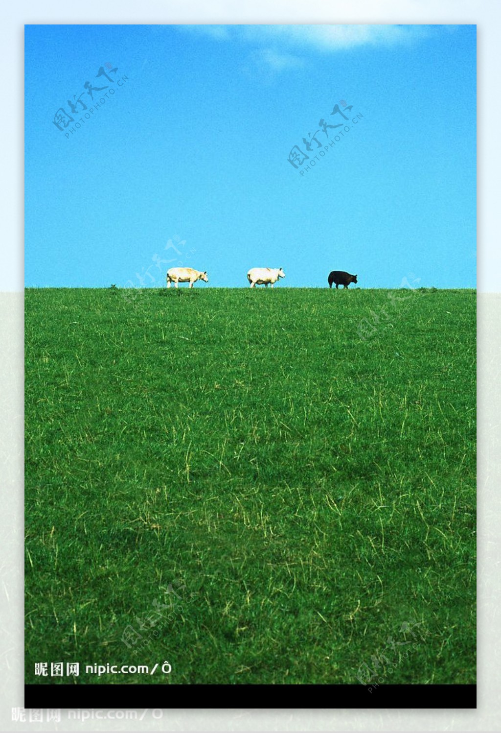羊三只羊碧草蓝天图片