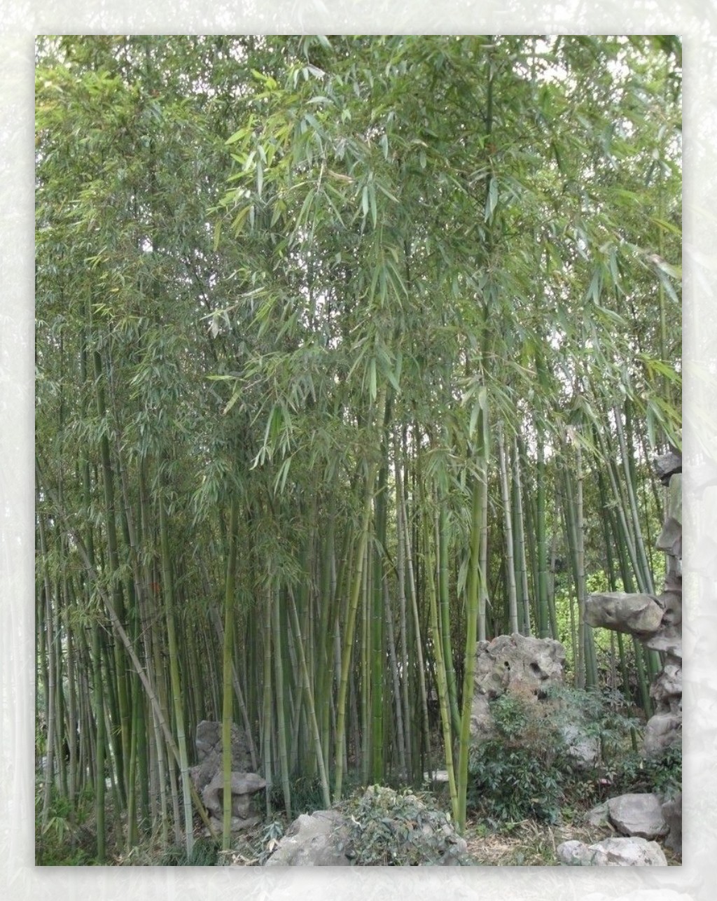 扬州古典园林个园竹林图片