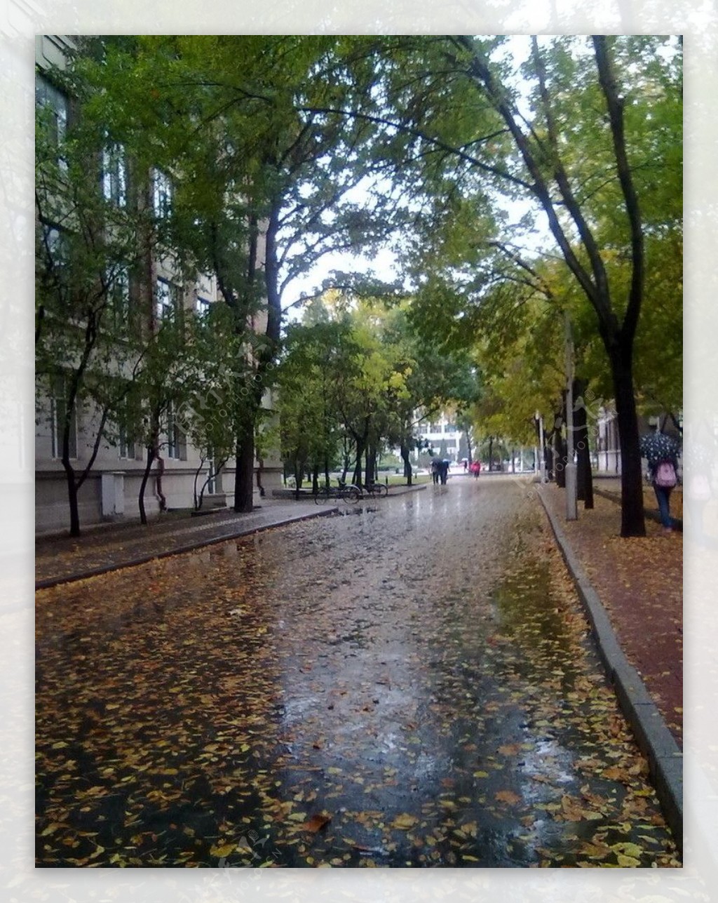 秋雨(风景手机动态壁纸) - 风景手机壁纸下载 - 元气壁纸