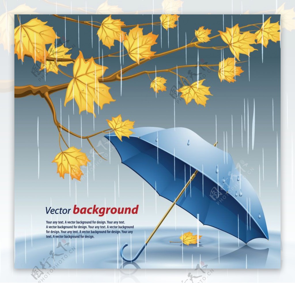 雨中秋天枫叶背景雨伞图片