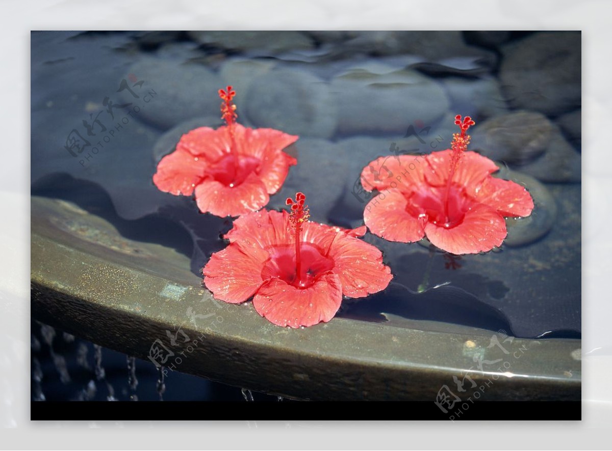 水中花图片