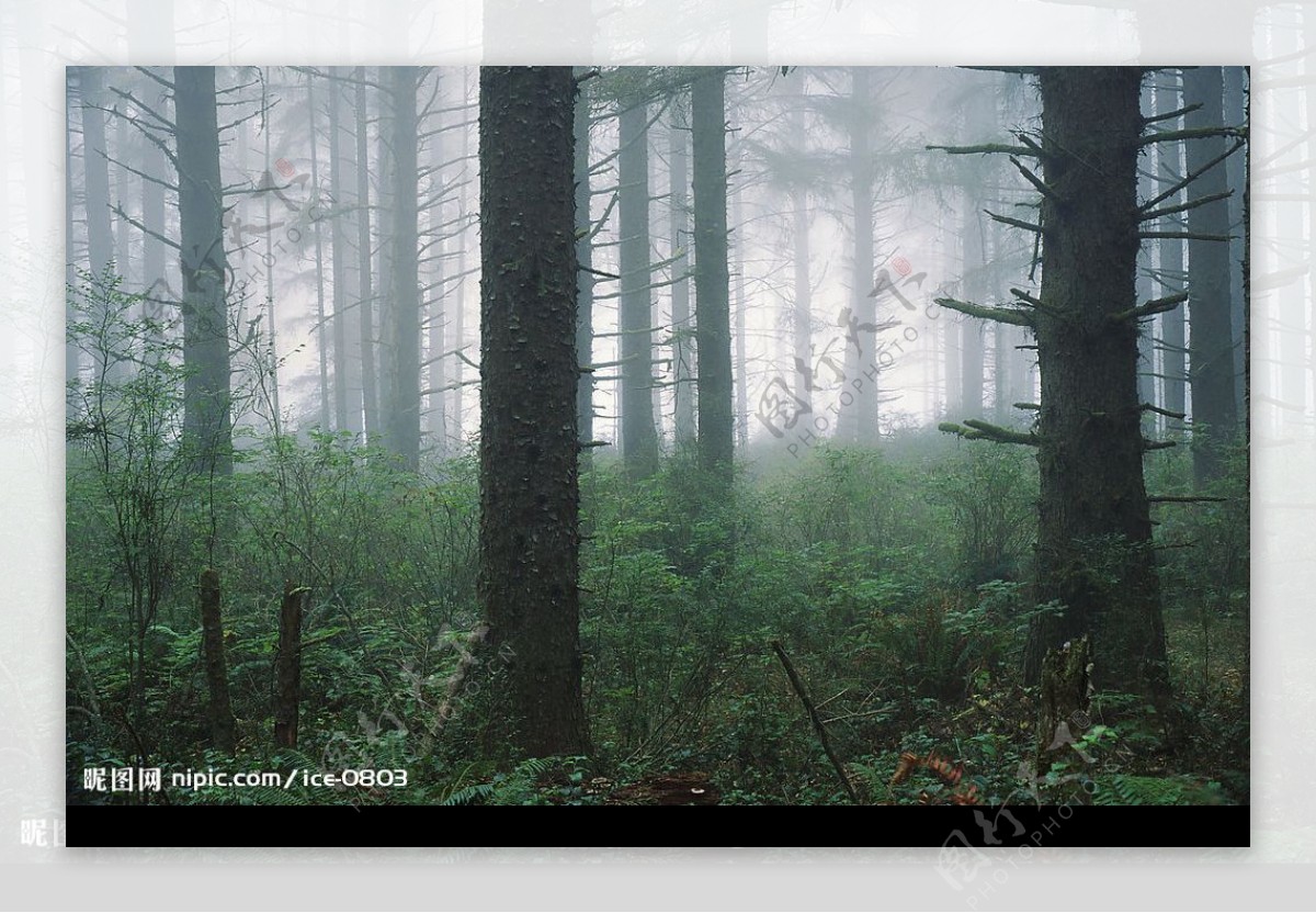 雾气的树林图片