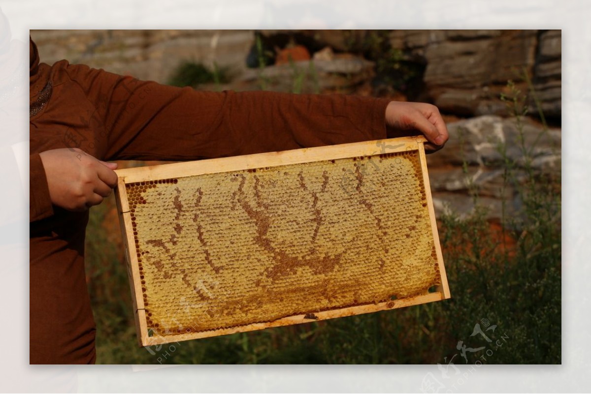 江山碧有机蜂巢蜜图片