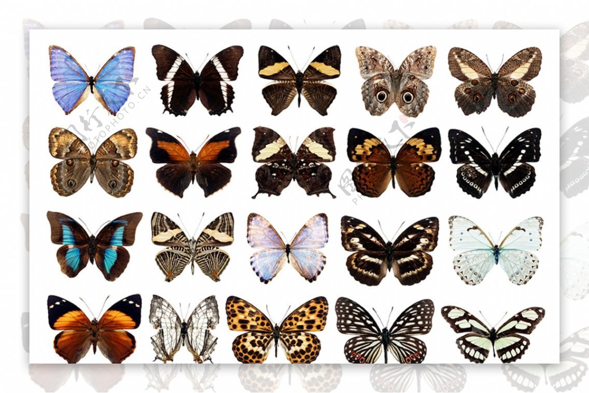蝴蝶分层素材图片