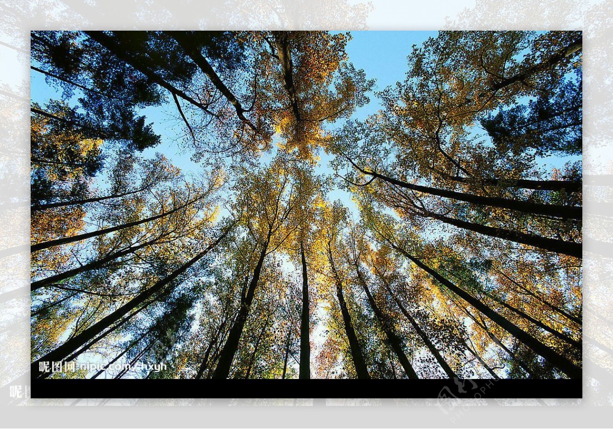 参天树林壮观超大图85图片