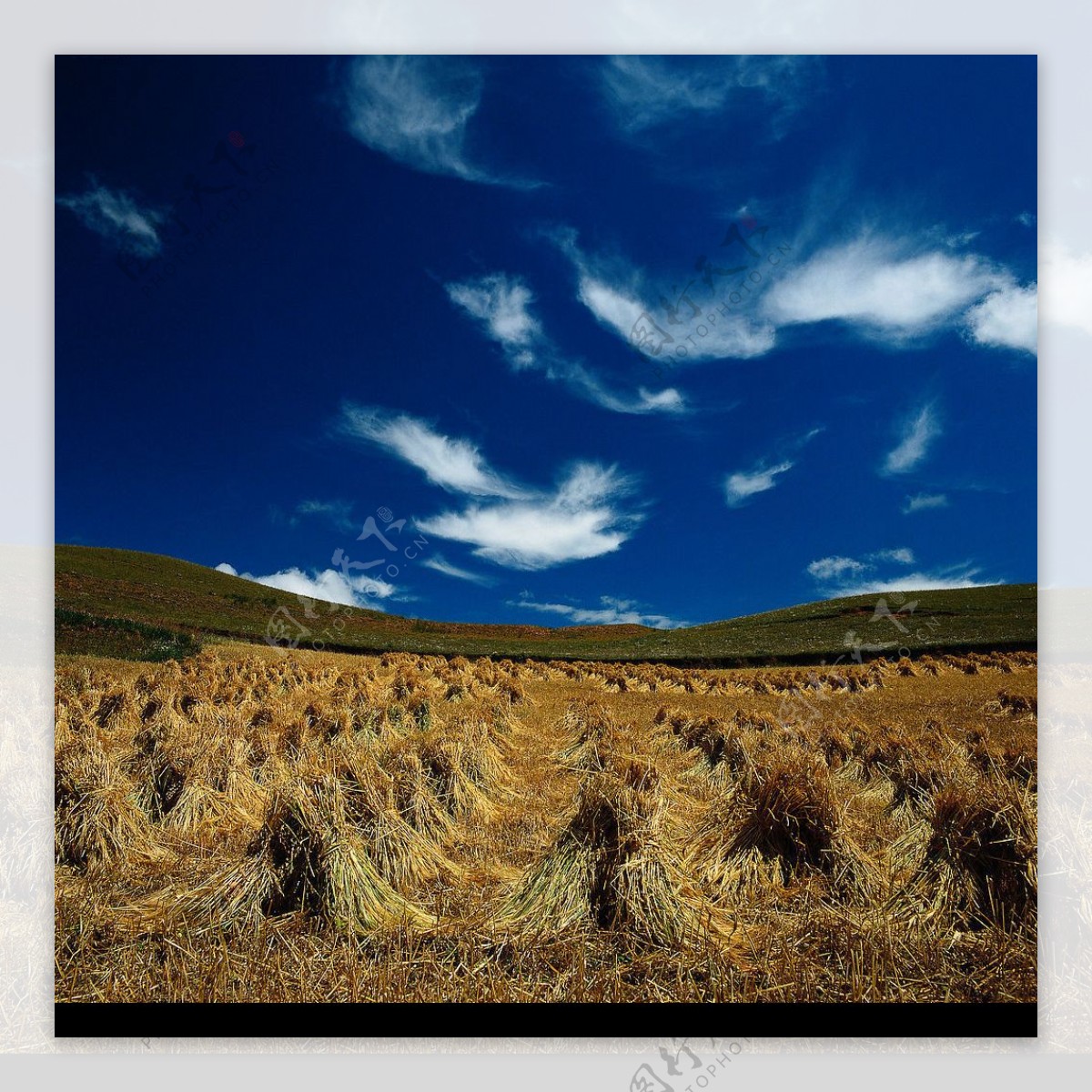 蓝天下收割后的稻田图片