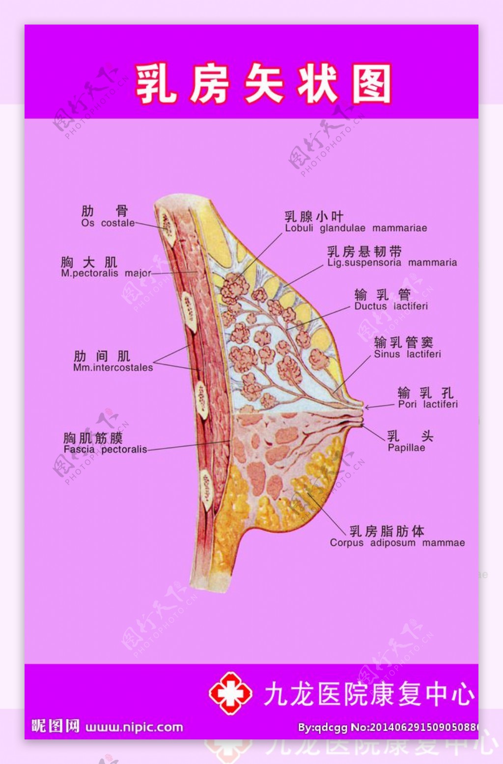 乳房結構圖解剖圖 – Ruious
