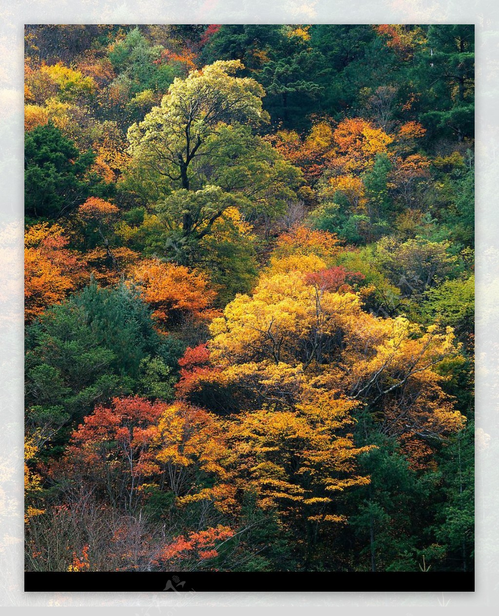 五彩的树叶图片