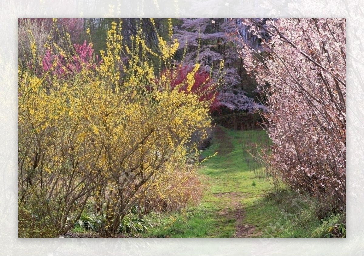 满山桃花梅花图片